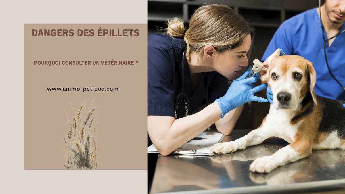 dangers_epillets_pourquoi_consulter_veterinaire